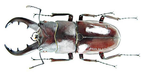 久米島鋸鍬形蟲 Prosopocoilus dissimilis kumejimaensis