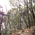 DSC06822 (复制).JPG