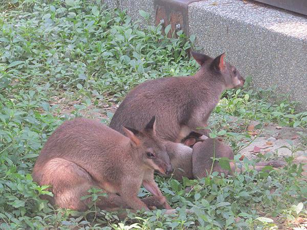 IMG_2606 (复制).JPG