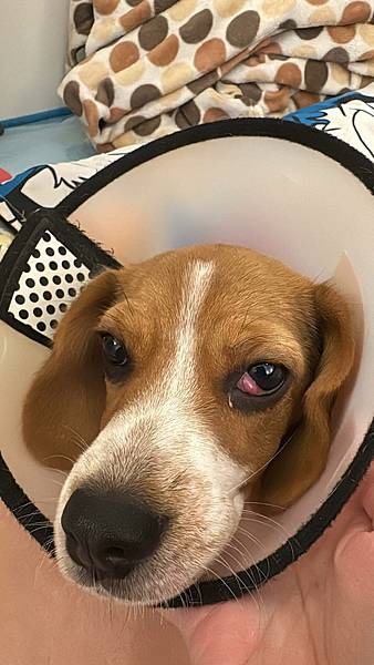 【狗奴日記】瑪雅動物醫院看診心得(3) 米格魯結紮+櫻桃眼手