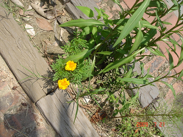 路邊野花