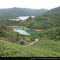 圖片B25_小丘左前方茶園