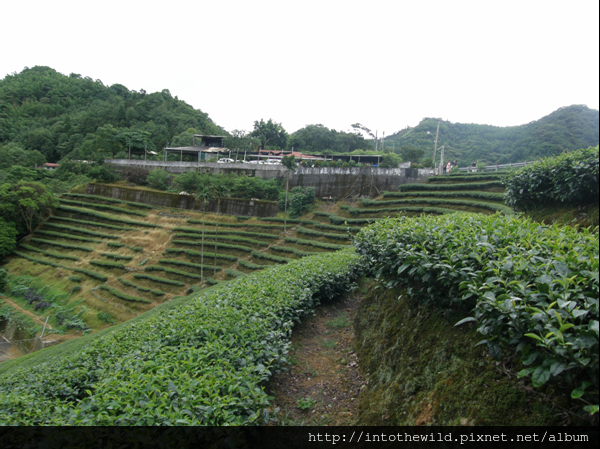 圖片B26_小丘右前方茶園，可回望  黃宅