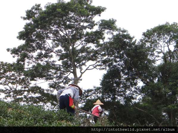 圖片38_第三區茶園茶農正在整理茶園