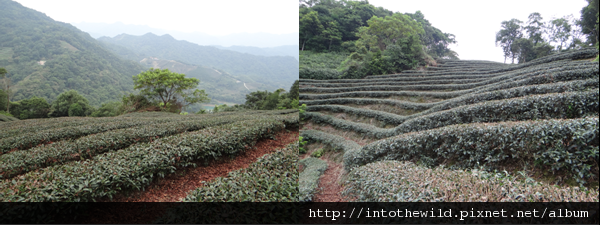 圖片40_第三區茶園井然有緻風光