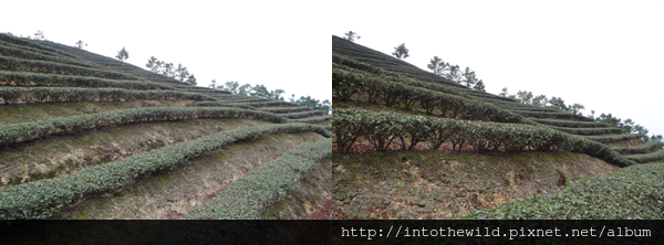 圖片55_橫切茶園腰部時向上欣賞茶園