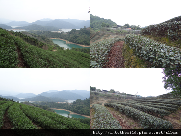 圖片57_山徑兩邊的茶園