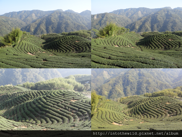 圖片204_多拍幾張八卦茶園