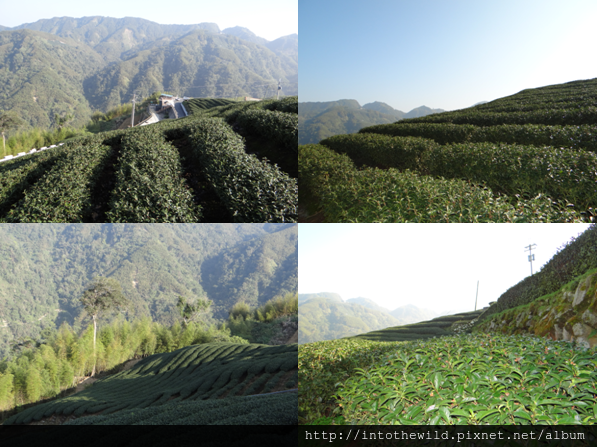 圖片210_滿山飽滿鮮翠的茶葉