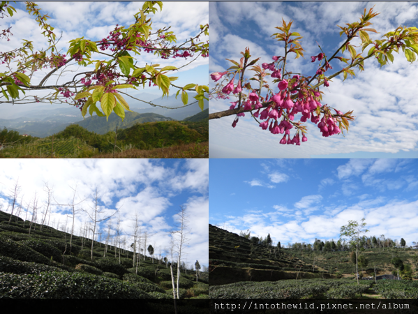 圖片321_山櫻花點綴幾枝更顯得嬌貴