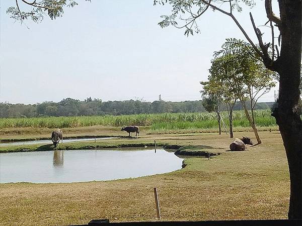 老牛的家.jpg 老牛的家.jpg