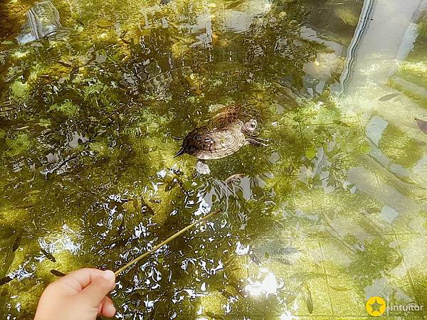 臺灣科技大學魚池.jpg 臺灣科技大學魚池.jpg