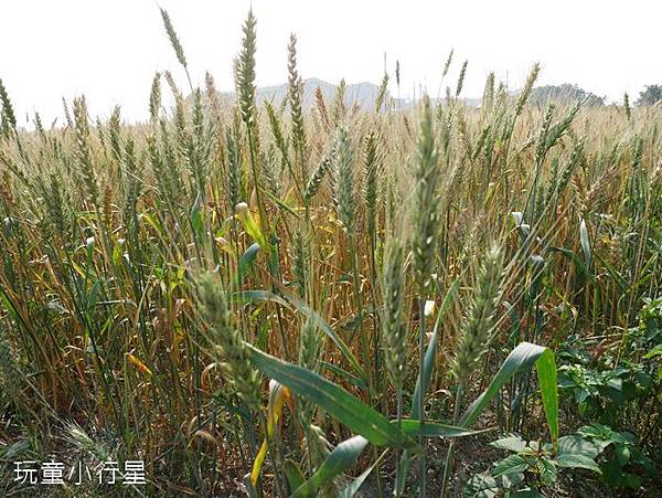學甲蜀葵花小麥產業文化節10.JPG