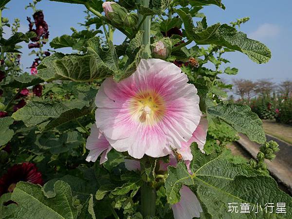 學甲蜀葵花小麥產業文化節18.JPG