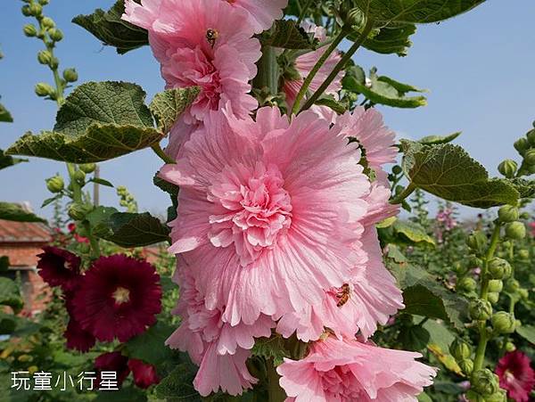 學甲蜀葵花小麥產業文化節17.JPG