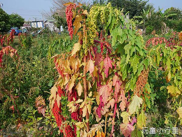 學甲蜀葵花小麥產業文化節26.JPG