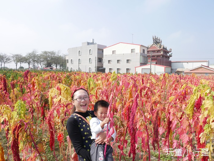 學甲蜀葵花小麥產業文化節27.JPG