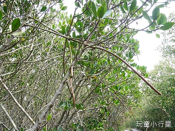 雙春濱海遊憩區14.JPG 雙春濱海遊憩區14.JPG