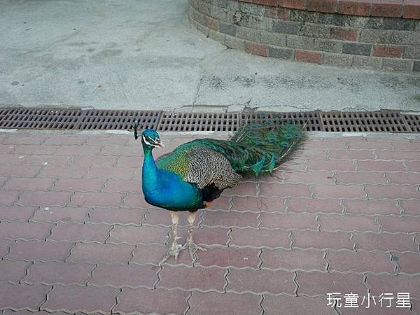 頑皮世界5.JPG 頑皮世界5.JPG