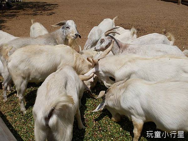 頑皮世界23.JPG 頑皮世界23.JPG