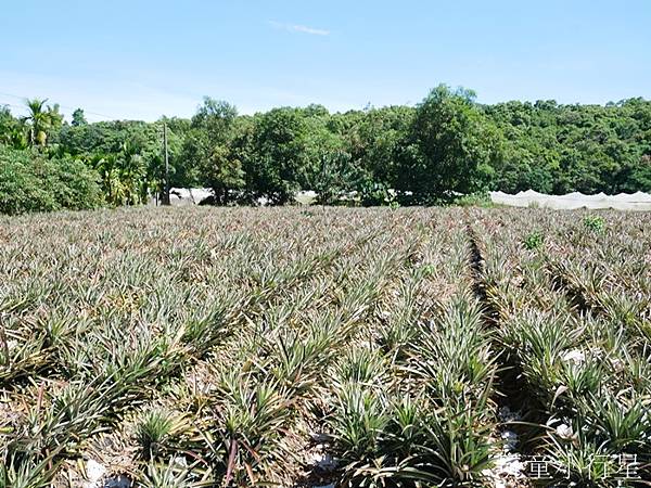 安坡部落14.JPG 安坡部落14.JPG