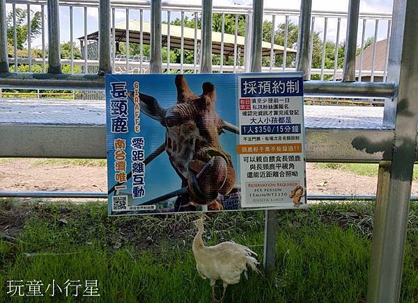 頑皮世界餵長頸鹿.jpg 頑皮世界餵長頸鹿.jpg