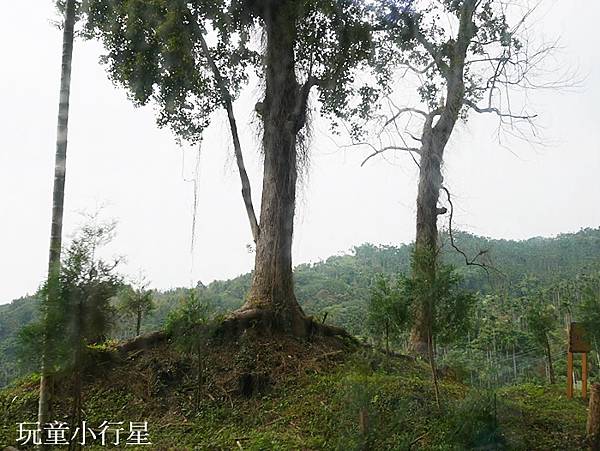 戀戀林鐵情-阿里山林業鐵路45.JPG