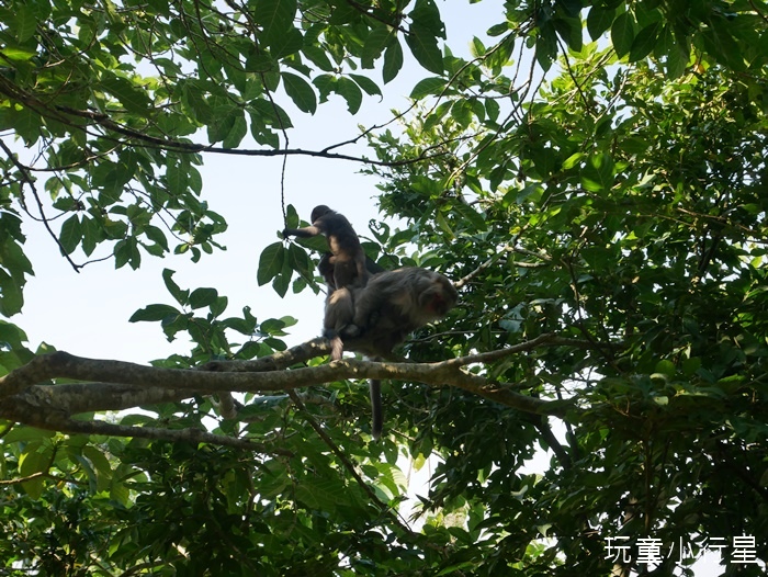 烏山獼猴保護區10.JPG