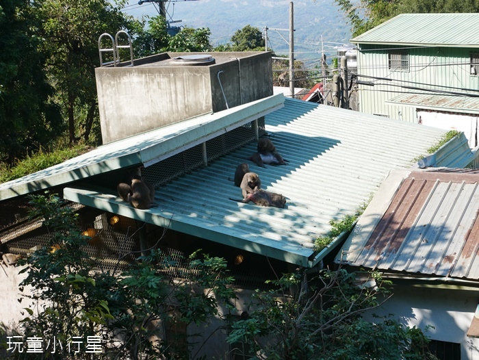 烏山獼猴保護區9.JPG