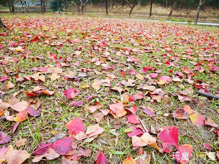 六甲工研院爬山18.JPG