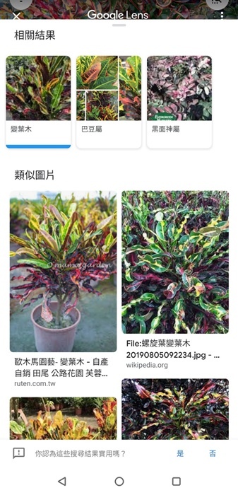 google相薄辨植物1.jpg