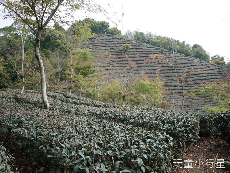 獨立山-大巃頂步道5.JPG