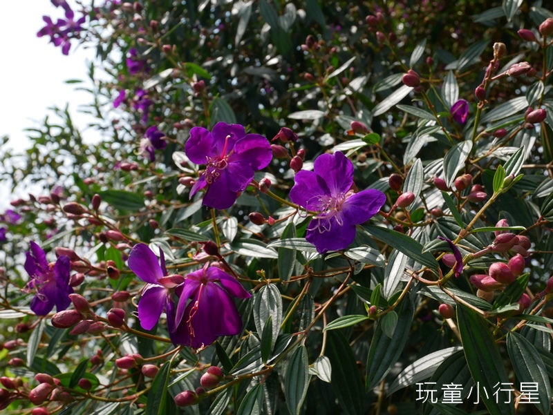 獨立山-大巃頂步道8.JPG