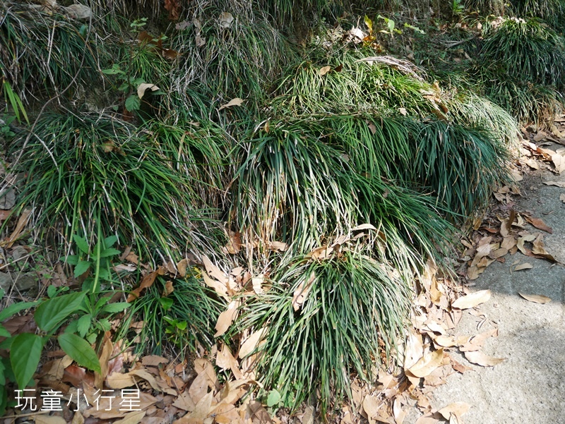 獨立山步道23.JPG