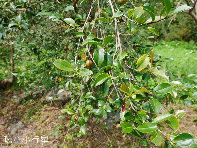 雲林草嶺13.JPG