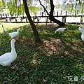 奇美博物館都會公園7.jpg