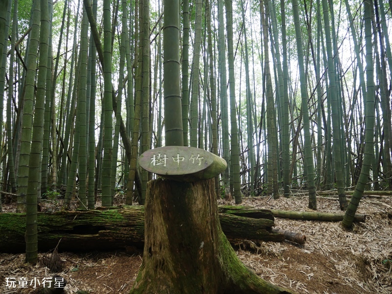 雲林草嶺O型走26.JPG