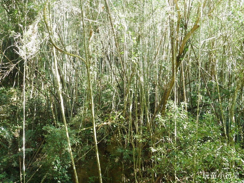 雲林草嶺遊龍潮步道5.JPG