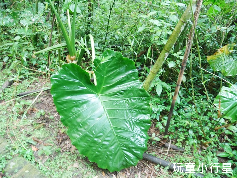 嘉義迷糊步道10.JPG