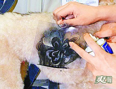 寵物達人活動 寵物美容造型1.jpg