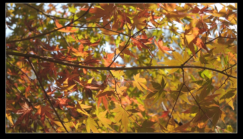 DSCN2137 DSCN2137