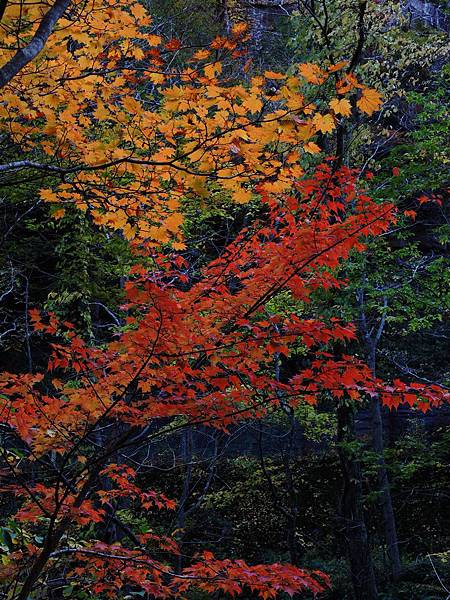 DSCN9544 DSCN9544