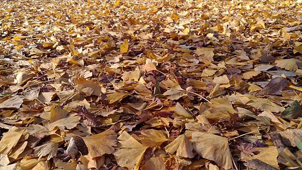 P_20161212_123216_DF P_20161212_123216_DF