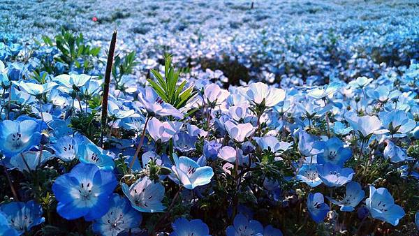P_20170501_075617_11_compressed P_20170501_075617_11_compressed