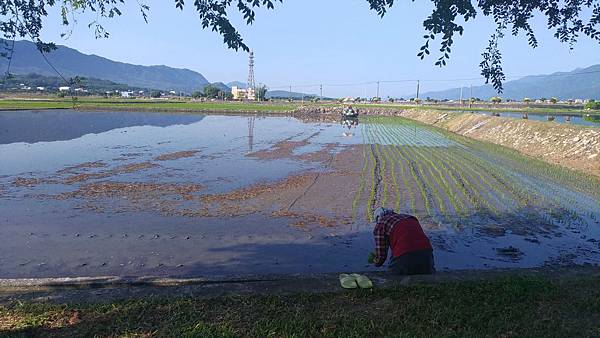 P_20180729_073653_vHDR_On_1_compressed P_20180729_073653_vHDR_On_1_compressed