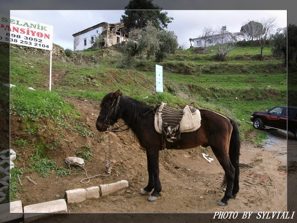 SIRINCE01.jpg SIRINCE01.jpg