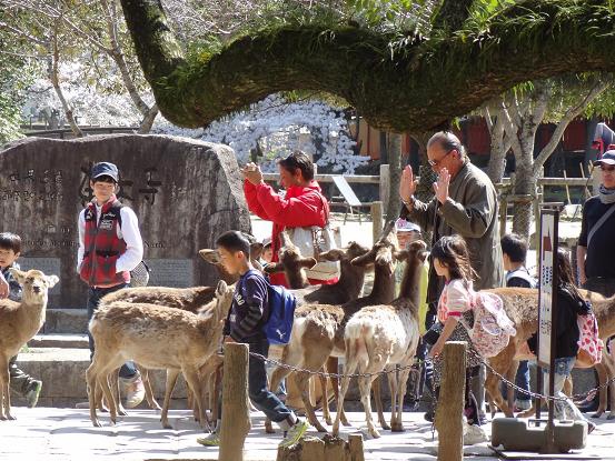 [2014-04-03] 鹿に囲まれてた外国人の観光客 in 奈良公園