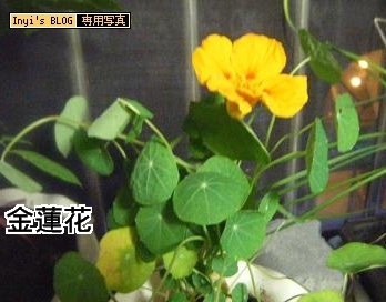 101120-金蓮花.JPG