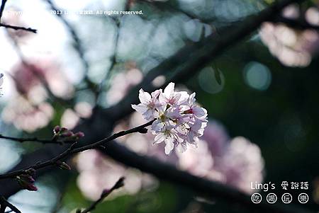 P1000377 P1000377