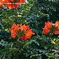 P1000509